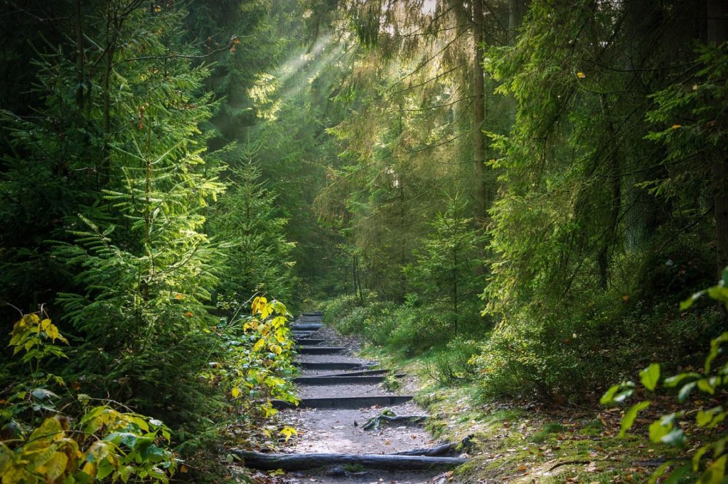 Randos depuis Ballainvilliers : Yvette et Forêt de Verrières